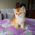 Продам котенка Россия, Санкт-Петербург, Санкт-Петербург Британская кошка