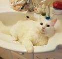 Отдам котят в добрые руки Россия, Москва Беспородная, Ищет дом красавица-кошка, обожающая играть с игрушками, как собачка!