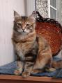 Продам котенка Россия, Челябинск Сибирская кошка