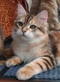 Продам котенка Россия, Челябинск Сибирская кошка