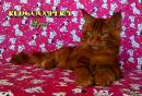 Продам котенка Болгария, Варна, Любое расположение Мейн-кун, https://redcoonperm.ru/