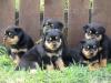 Puppies for sale Austria, Vienna Rottweiler