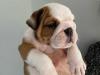 Puppies for sale Portugal, Lisbon English Bulldog