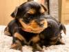 Puppies for sale Belgium, Brussels Yorkshire Terrier