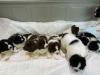 Puppies for sale Ireland, Dublin Newfoundland