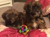 Puppies for sale Belgium, Brussels Havanese