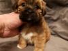 Puppies for sale Austria, Vienna Lhasa Apso