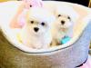 Puppies for sale Hungary, Budapest Maltese