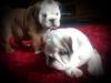 Puppies for sale Austria, Linz English Bulldog