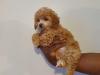 Puppies for sale Bulgaria, Sofia Toy-poodle