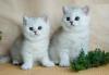 Kittens for sale Lithuania, Alytus British Shorthair