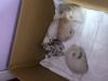 Продам котенка Украина, Днепропетровск Скотиш страйт