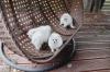 Puppies for sale Sweden, Norcheping Pomeranian Spitz