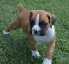 Puppies for sale Kyrgyzstan, Bishkek Boxer