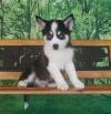 Puppies for sale Armenia, Armenia , Pomsky