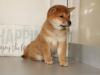 Puppies for sale Armenia, Vanadzor , Shiba Inu
