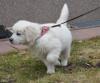 Puppies for sale Georgia, Batumi Golden Retriever