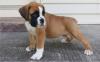 Puppies for sale Russia, Barrow Boxer
