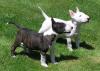 Puppies for sale Armenia, Armenia Bull Terrier