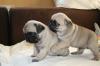 Puppies for sale Armenia, Armenia Pug