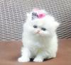 Kittens for sale Armenia, Armenia Persian