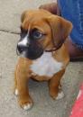 Puppies for sale Kyrgyzstan, Bishkek Boxer
