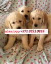 Puppies for sale Czech Republic, Dobrzhish Golden Retriever