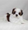 Puppies for sale Georgia, Batumi Shih Tzu