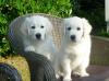 Puppies for sale Georgia, Batumi Golden Retriever