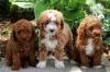 Puppies for sale Uzbekistan, Fergana , Cavapoo 