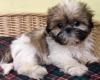 Puppies for sale Turkmenistan, Ashgabat Shih Tzu