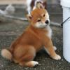 Puppies for sale Romania, Dirlosh , Shiba Inu