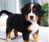 Puppies for sale Portugal, Portalegre Bernese Mountain Dog