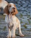 Puppies for sale Turkmenistan, Dashoguz Brakko Italiano