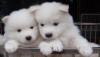 Puppies for sale Ireland, Waterford Samoyed dog (Samoyed)