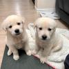 Puppies for sale Kazakhstan, Taraz Labrador Retriever
