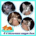 Отдам котят в добрые руки Россия, Москва Беспородная, Милые котята ищут семью.