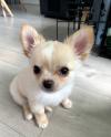 Puppies for sale Ireland, Dublin Chihuahua