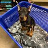 Puppies for sale Turkmenistan, Ashgabat Doberman