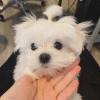 Puppies for sale Latvia, Jelgava Maltese