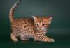 Kittens for sale Cyprus, Nicosia Other cat breed, Savannah kittens