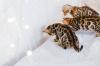 Kittens for sale Bulgaria, Rousse Bengal cat