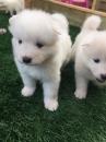 Puppies for sale Finland, Rovaniemi Samoyed dog (Samoyed)