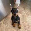 Puppies for sale Slovenia, Maribor Doberman