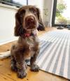 Puppies for sale Sweden, Norcheping Cocker Spaniel