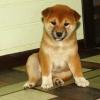 Puppies for sale Kyrgyzstan, Osh , Shiba Inu