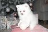 Puppies for sale Finland, Lapperanta Pomeranian Spitz