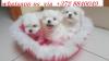 Puppies for sale Luxembourg, Luxembourg Maltese