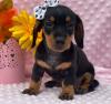 Puppies for sale Kyrgyzstan, Osh , Dachshund Puppies