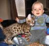 Kittens for sale Cyprus, Nicosia Bengal cat